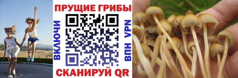 Псилоцибиновые грибы ЛСД  Купить  Княгинино 